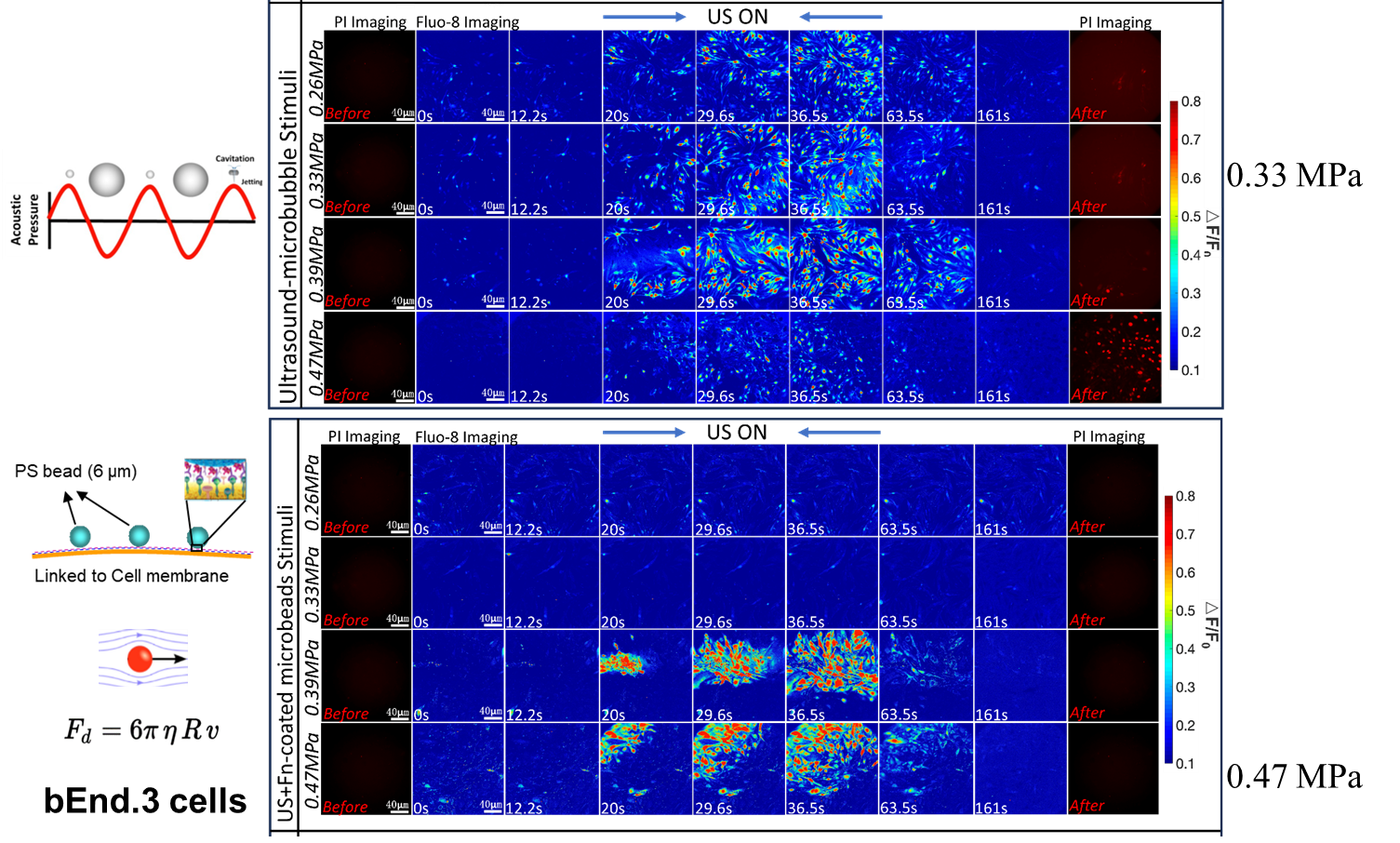 Fundamental understanding of ultrasound mediated BBB opening