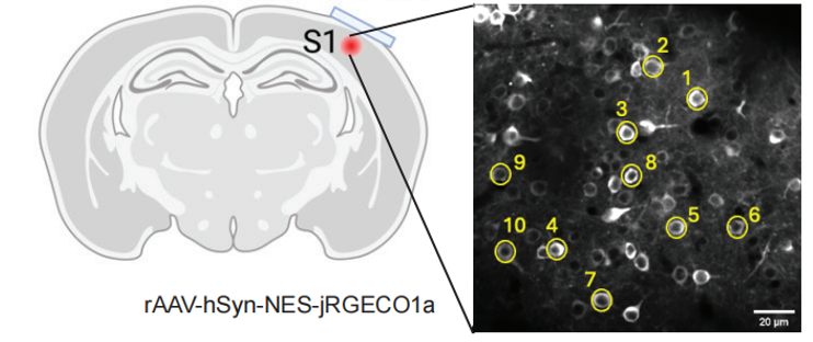 Cellular response to ultrasound neuromodulation in vivo